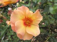 Růže 'Persian Sun' - Mnohokvěté růže (Rosa)