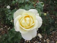 Růže 'La Perla' - Velkokvěté růže (Rosa)