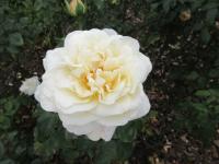 Růže 'La Perla' - Velkokvěté růže (Rosa)