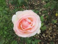 Růže 'Souvenir de Baden-Baden' - Velkokvěté růže (Rosa)