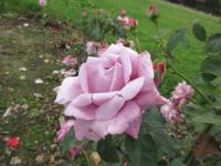 Růže 'Charles de Gaulle' - Velkokvěté růže (Rosa)