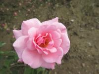 Růže 'Rosenfee' - Velkokvěté růže (Rosa)