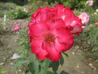 Růže 'Loulou de Cacharel' - Mnohokvěté růže (Rosa)