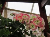 Pelargónie páskatá 'Appleblossom Rosebud' (Pelargonium zonale)