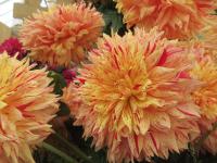 Jiřinka 'Dana Medřická' - Dekorační jiřinky (Dahlia)