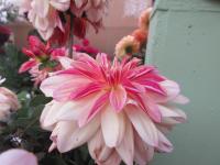 Jiřinka 'Happy Butterfly' - Leknínovité jiřinky (Dahlia)
