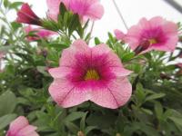 Kalibrachoa 'Neo Frozen Berry' (Calibrachoa)