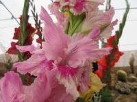 Mečík 'Koketka' (Gladiolus)