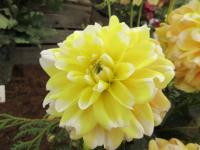 Jiřinka 'Bahama Lemon' (Dahlia)