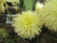 Jiřinka 'Citron du Cap' (Dahlia)