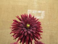 Jiřinka 'Alauna Jais' (Dahlia)