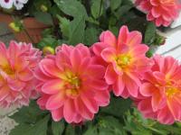Jiřinka 'Lubega Power Tropical Punch' (Dahlia)