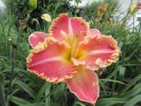 Denivka 'Diana's Evening Gown' (Hemerocallis)