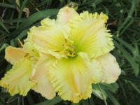 Denivka 'Dawn Appears' (Hemerocallis)