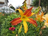 Denivka 'Tarantula' (Hemerocallis)
