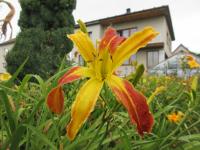 Denivka 'Tarantula' (Hemerocallis)