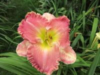 Denivka 'America the Beautiful' (Hemerocallis)