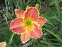 Denivka 'Sunshine Day' (Hemerocallis)