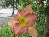 Denivka 'Pumpkin Marmalade' (Hemerocallis)