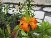 Lilie Henryova (Lilium henryi)