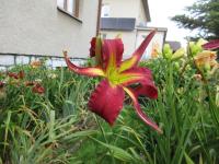Denivka 'Cactus Fruit' (Hemerocallis)