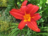 Denivka 'Anzac' (Hemerocallis)