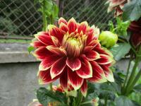 Jiřinka 'Sombrero' - Dekorační jiřinky (Dahlia)