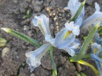 Kosatec síťkovaný 'Blue Planet' (Iris reticulata)