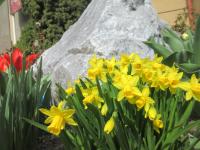 Narcis 'Tete a Tete' (Narcissus)