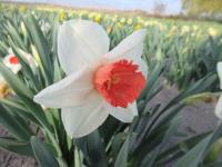 Narcis 'Magic Charm' - Velkokorunné narcisy (Narcissus)