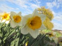 Narcis 'Gunshot' - Velkokorunné narcisy (Narcissus)
