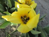 Tulipán 'Easter Parade' - Fosteriana tulipány (Tulipa)