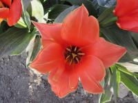 Tulipán 'Calypso' - Greigii tulipány (Tulipa)