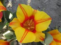 Tulipán Greigův 'United States' - Greigii tulipány (Tulipa greigii)