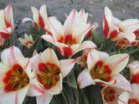 Tulipán Greigův 'Buddy' - Greigii tulipány (Tulipa greigii)