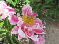 Pivoňka čínská 'Azog' (Paeonia lactiflora)