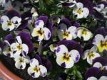 Maceška zahradní (Viola x wittrockiana)