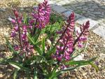 Hyacint východní (Hyacinthus orientalis)