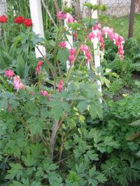 Srdcovka nádherná (Lamprocapnos spectabilis)