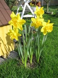 Narcis (Narcissus)