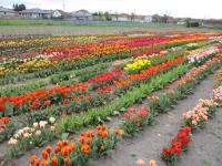 Tulipán zahradní (Tulipa)