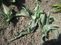 Tulipán zahradní (Tulipa)