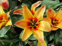 Tulipán (Tulipa)