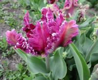 Tulipán (Tulipa)
