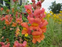 Hledík větší (Antirrhinum majus)