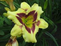 Denivka (Hemerocallis)