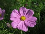 Krásenka zpeřená (Cosmos bipinnatus)
