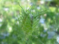 Černucha damašská (Nigella damascena)