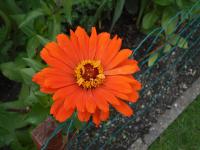 Ostálka sličná (Zinnia elegans)