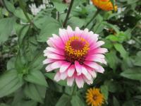 Ostálka sličná (Zinnia elegans)